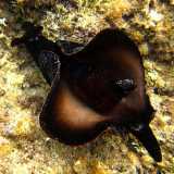 Il �Monaco di mare� (Lepre marina � Aplysia) - � un genere di mollusco opistobranco che ha l�aspetto di una grossa lumaca (senza guscio). Pu� superare i 25 centimetri circa di lunghezza e la sua colorazione � brunastra con sfumature dal verde al viola. Se disturbato secerne una sostanza color porpora che allontana eventuali predatori (foto di Cisamarc)